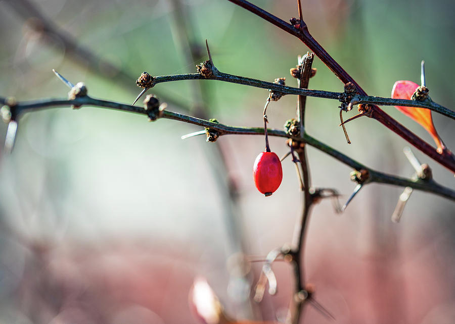 Nature Photography - Berry Bush Photograph by Amelia Pearn