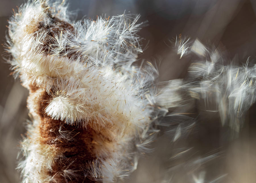 Nature Photography - Cattail In The Wind Photograph by Amelia Pearn