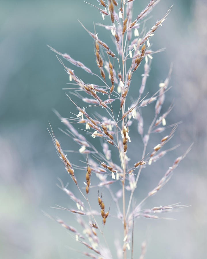 Nature Photography - Early Winter Photograph by Amelia Pearn