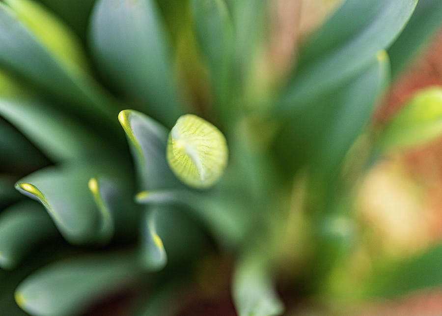 Nature Photography - Easter Daffodils 2 Photograph by Amelia Pearn