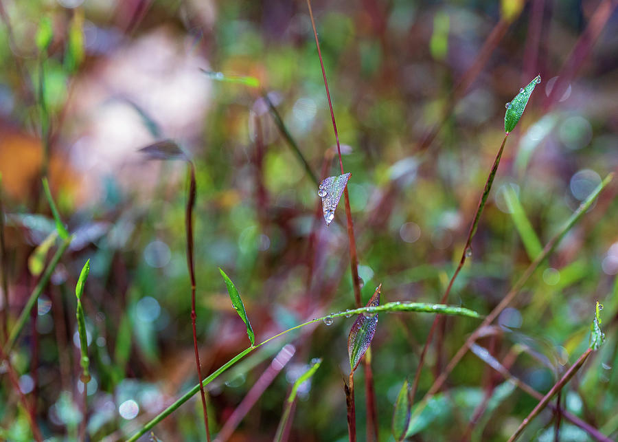Nature Photography - Fall Grass Photograph by Amelia Pearn