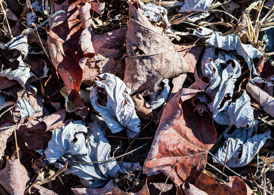 Nature Photography - Fallen Leaves Photograph by Amelia Pearn