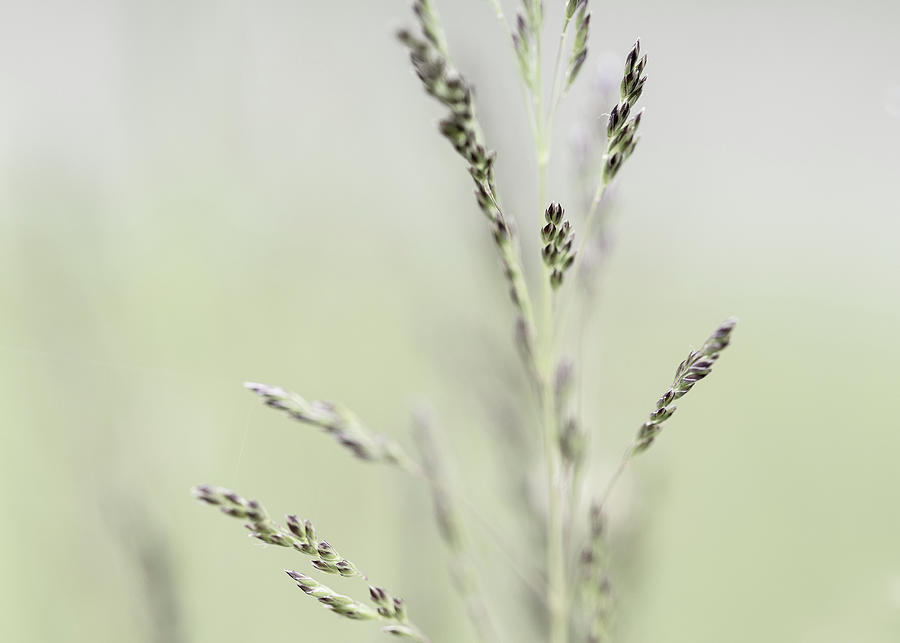 Nature Photography - Grasses Photograph by Amelia Pearn
