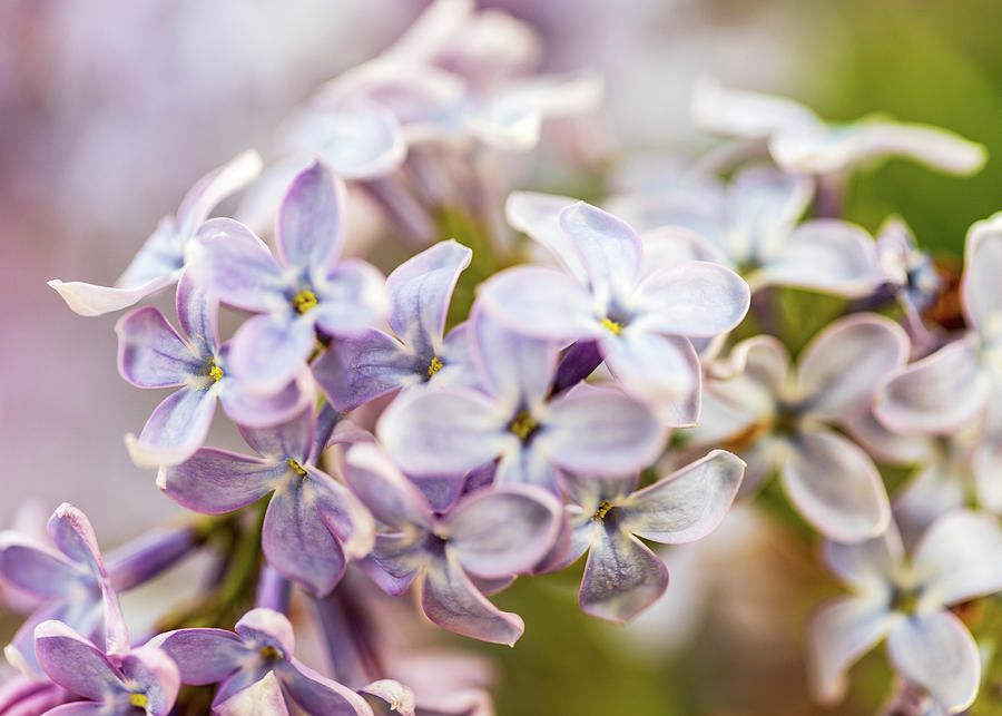 Nature Photography - Lilacs Photograph by Amelia Pearn