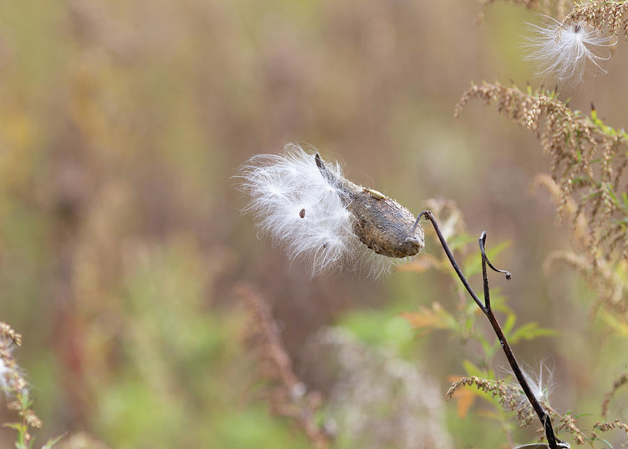 Nature Photography - Milkweed Photograph by Amelia Pearn