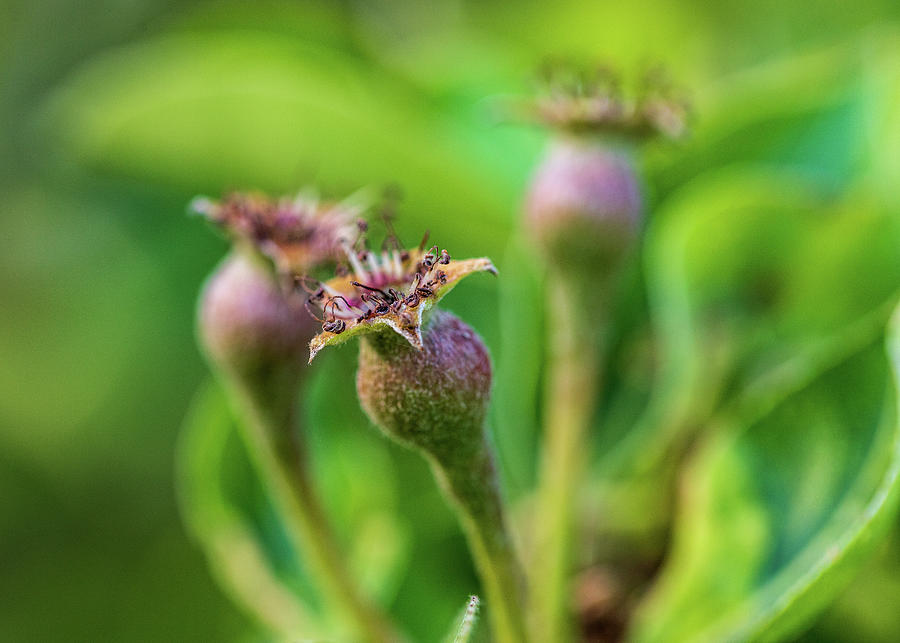 Nature Photography - Pear Tree Buds Photograph by Amelia Pearn
