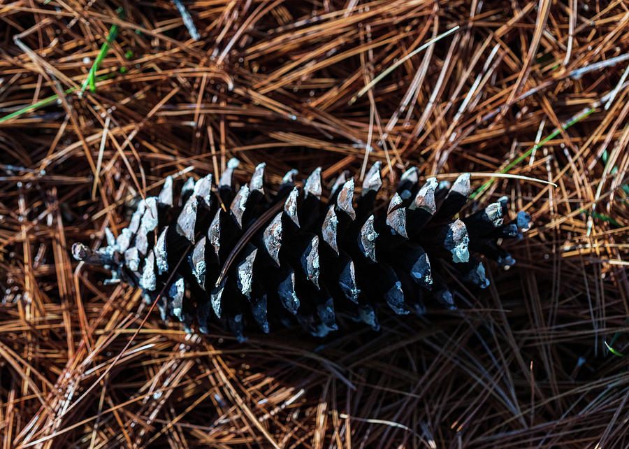 Nature Photography - Pine Cone 2 Photograph by Amelia Pearn Nature Photography - Pine Cone 2 Photograph by Amelia Pearn