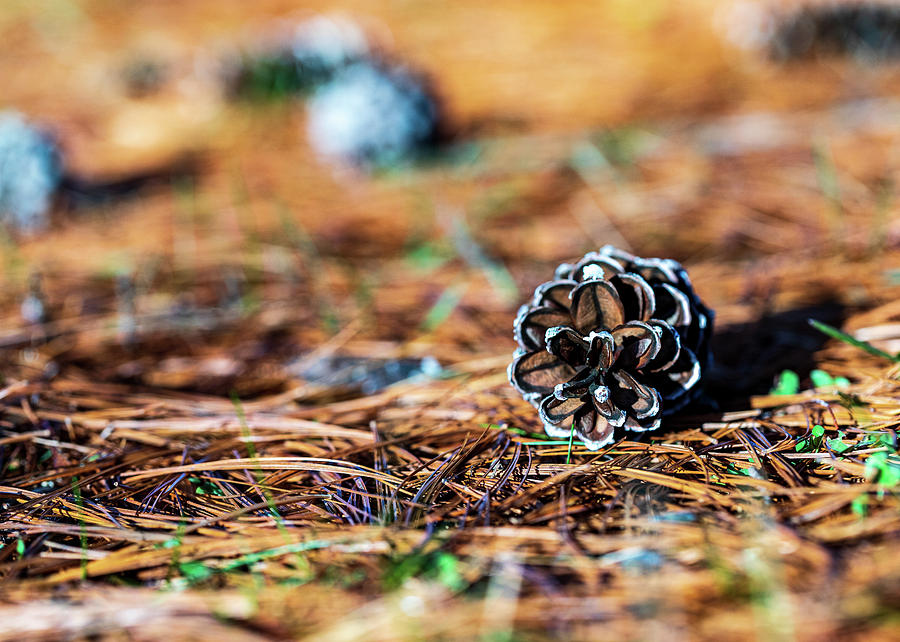 Nature Photography - Pine Cone Photograph by Amelia Pearn