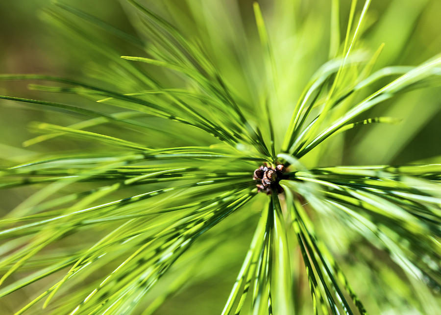 Nature Photography - Pine Tree Needles Photograph by Amelia Pearn