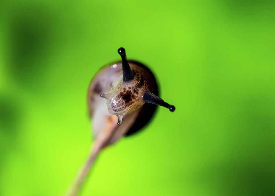 Nature Photography - Snail Photograph by Amelia Pearn