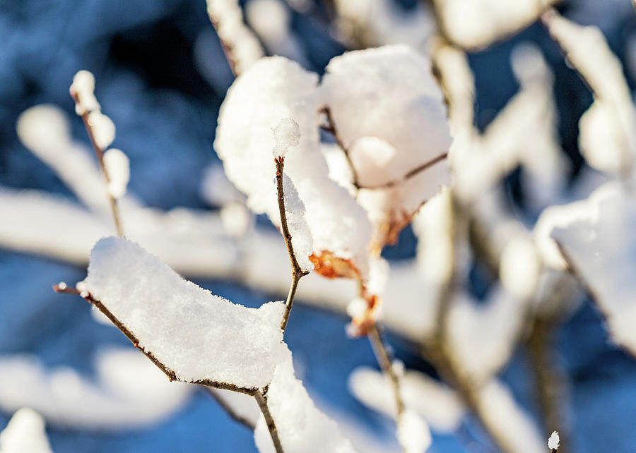 Nature Photography - Snowy Branches Photograph by Amelia Pearn
