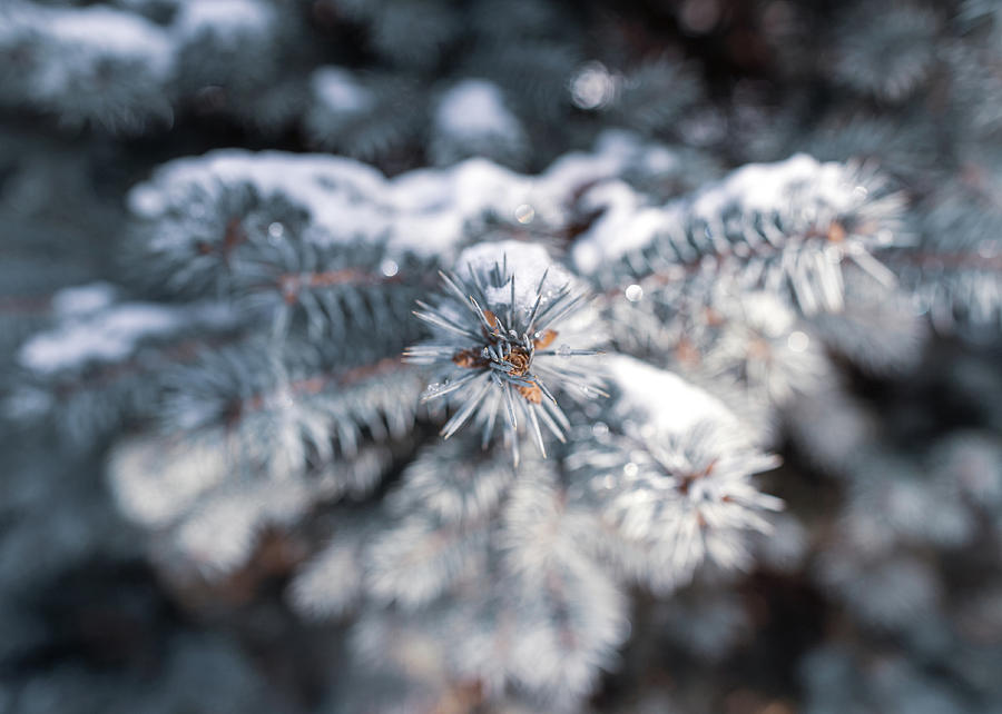 Nature Photography - Snowy Evergreen  Photograph by Amelia Pearn