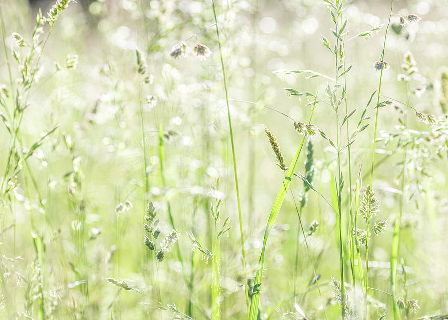 Nature Photography - Summer Field Photograph by Amelia Pearn