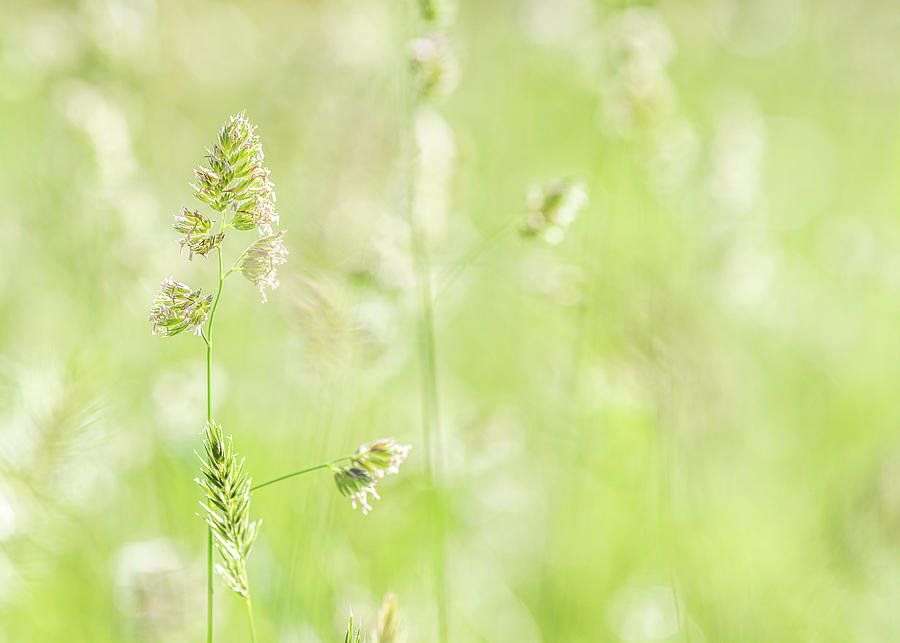 Nature Photography - Summer Field Grass Photograph by Amelia Pearn