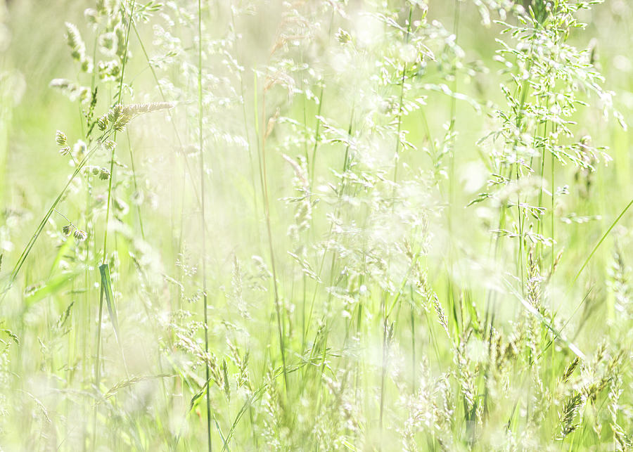 Nature Photography - Summer Grasses Photograph by Amelia Pearn
