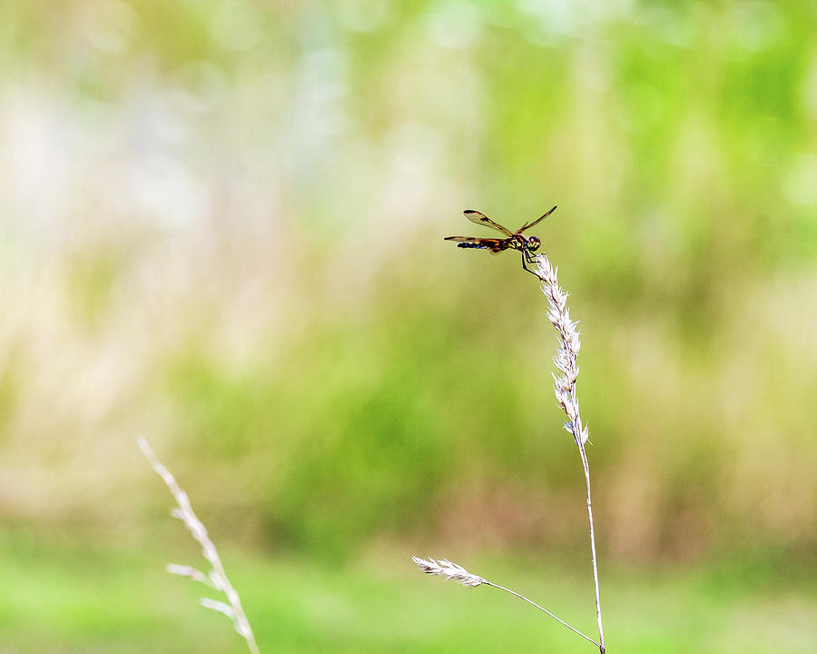 Nature Photography -Tiger Dragonfly Photograph by Amelia Pearn