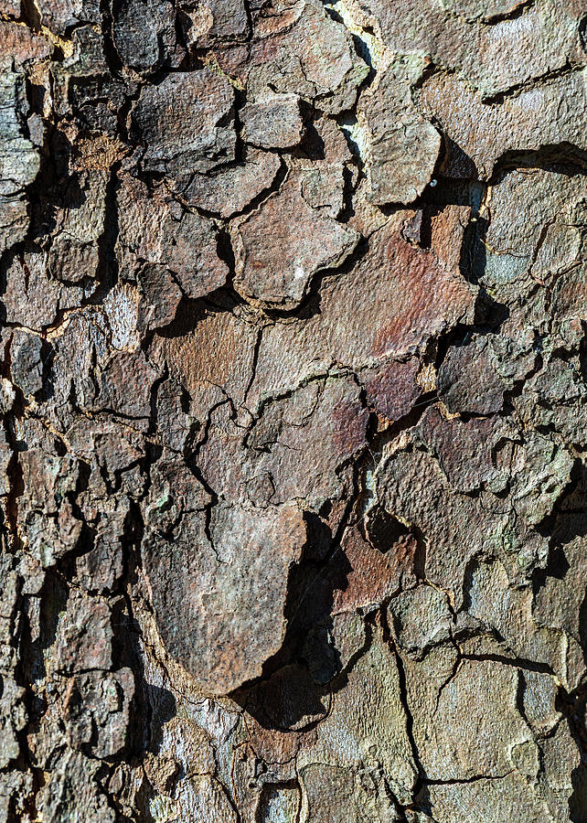 Nature Photography - Tree Bark Photograph by Amelia Pearn