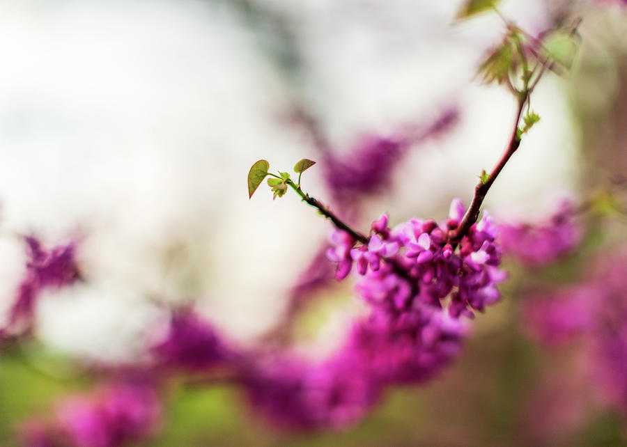 Nature Photography - Tree in Bloom Photograph by Amelia Pearn