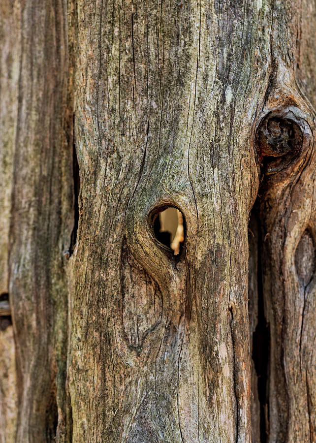Nature Photography - Tree Trunk Photograph by Amelia Pearn