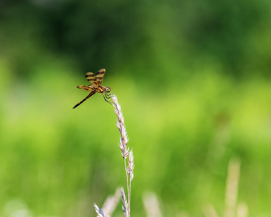Nature Photography - Wild Dragonfly Photograph by Amelia Pearn