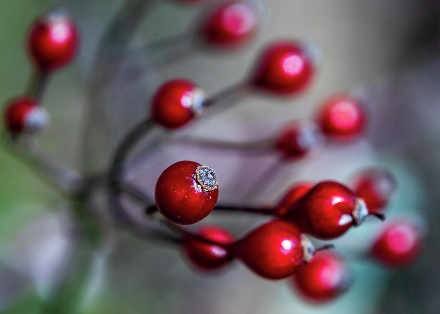 Nature Photography - Winter Berries Photograph by Amelia Pearn