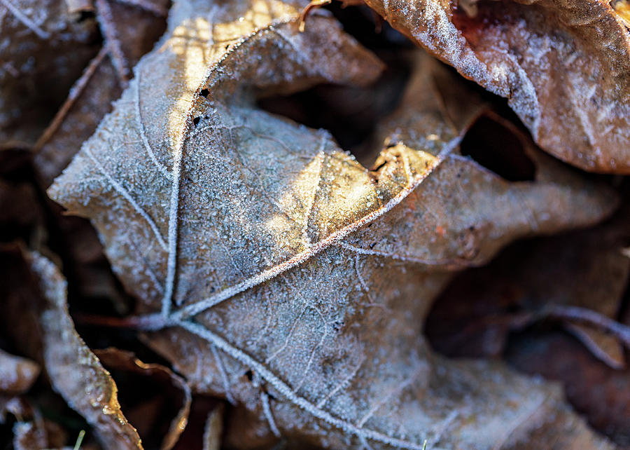 Nature Photography - Winter Frost Photograph by Amelia Pearn