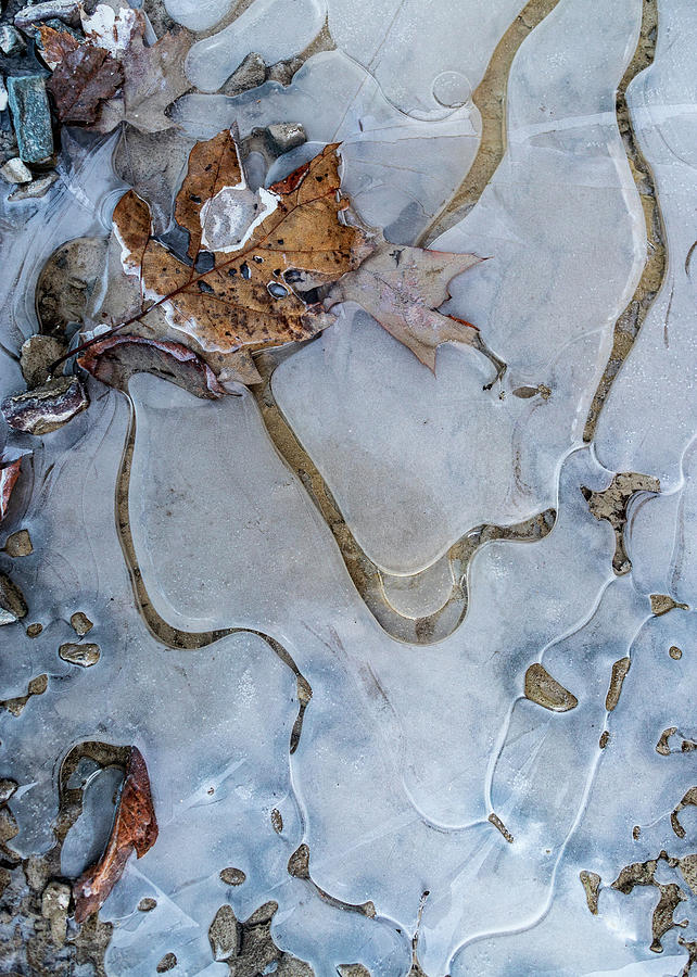 Nature Photography - Winter Ice Photograph by Amelia Pearn