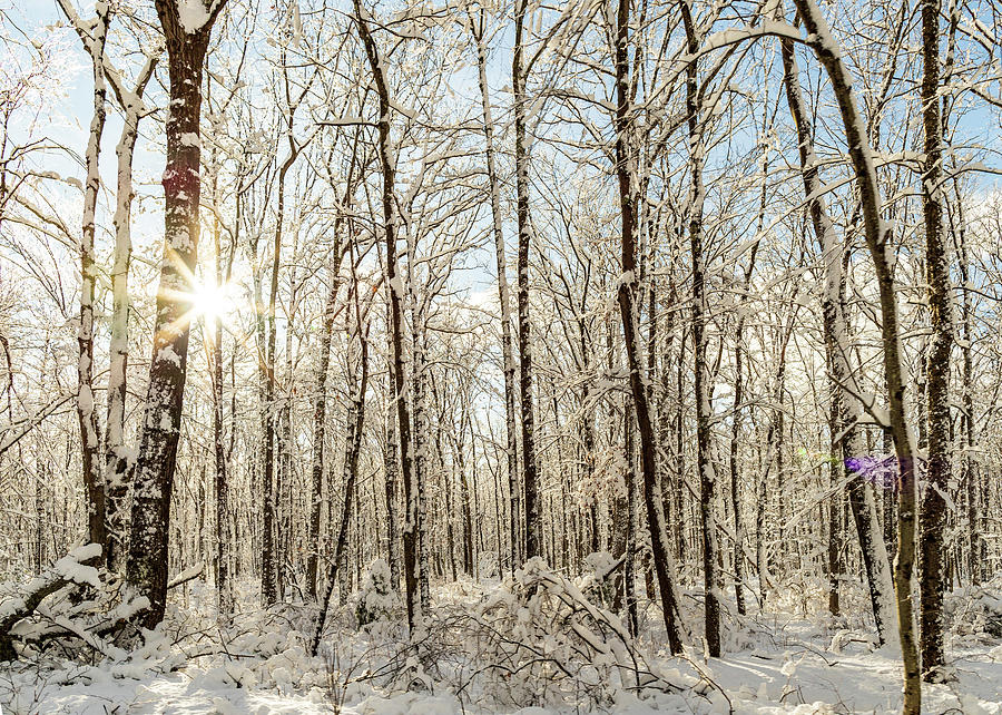 Nature Photography - Winter Woodlands Photograph by Amelia Pearn