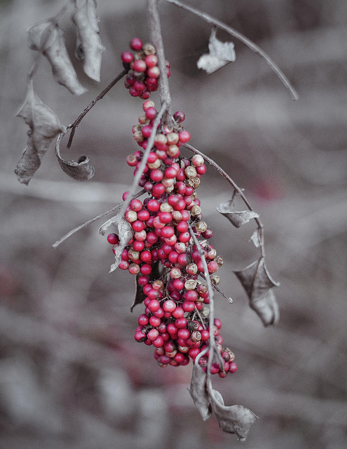 Berries on a Branch Photograph by Gian Smith