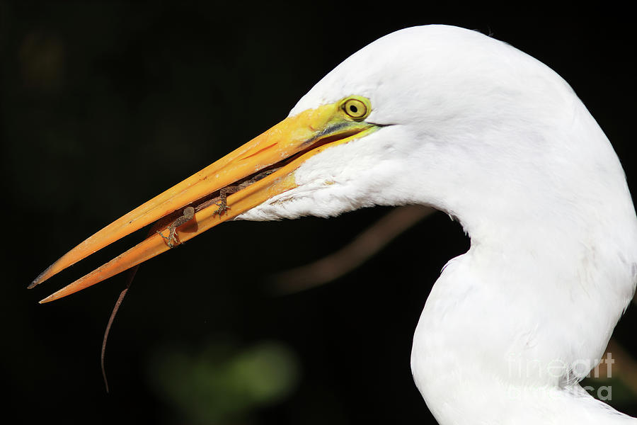 Nature, Poor Anole Inside Beak Of Egret Photograph by Felix Lai
