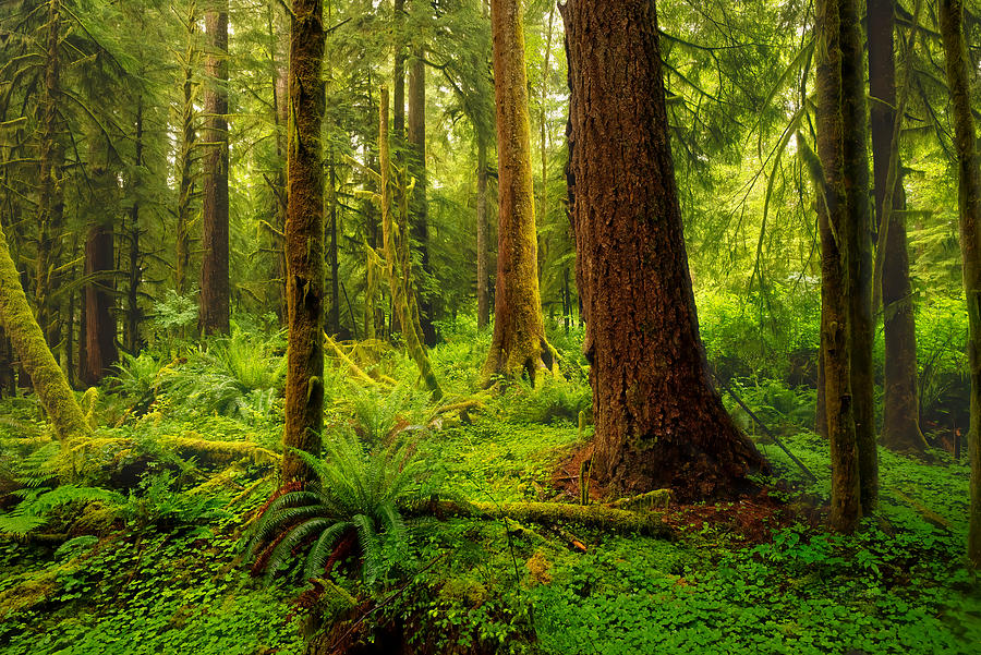 Nature Portrait Oregon Forest Photograph by Bill Posner
