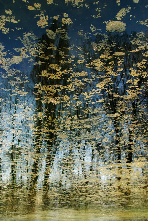 Nature reflected in the water. Photograph by Made By  Vitaliebrega.com