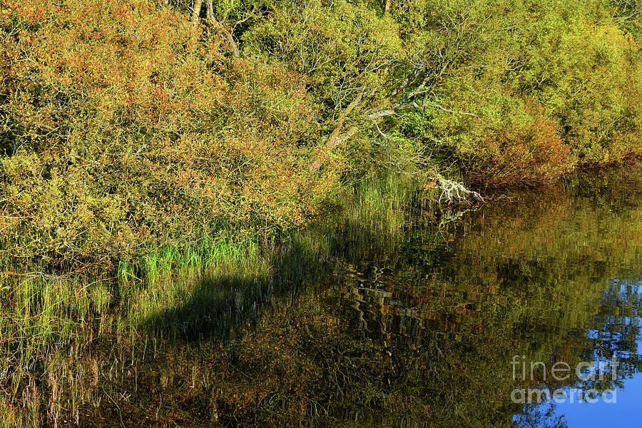 Nature Reflected Photograph by Yvonne Johnstone