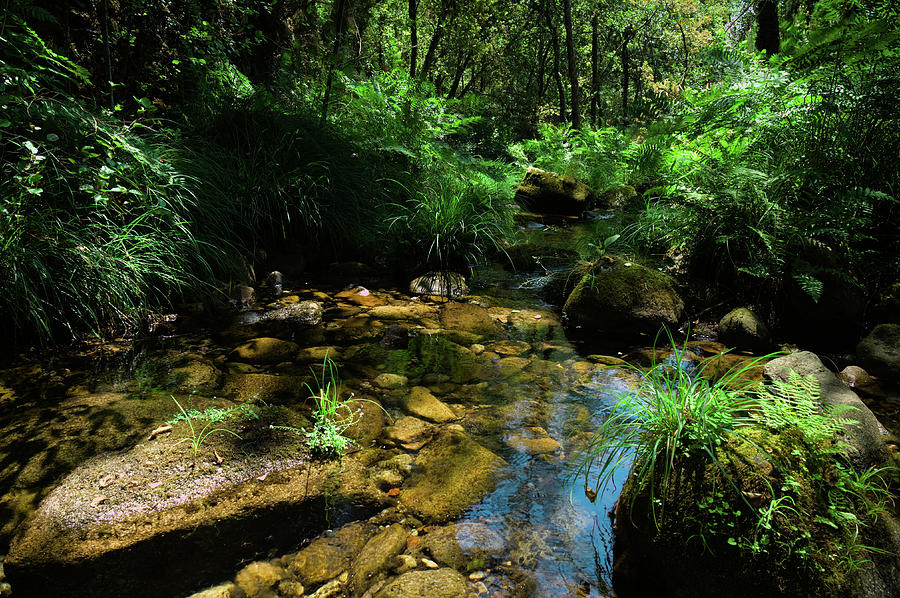 Nature River of Carvalhais Photograph by Angelo DeVal