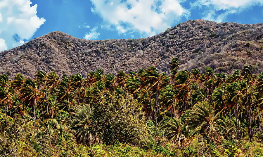 Nature Setting by Anthony Dezenzio Nature Setting by Anthony Dezenzio