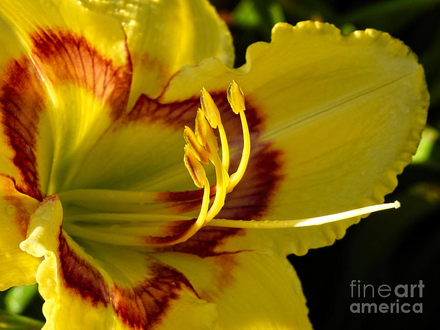 Nature Sunshine Yellow flower Photograph by Ella Kaye Dickey