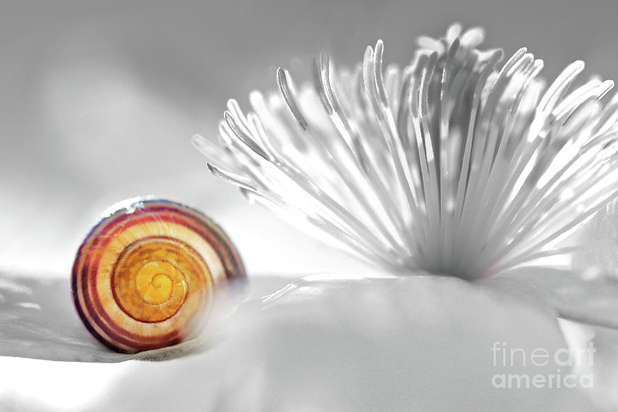 Nature symbol with Clematis flower and snail selective color effect Photograph by Gregory DUBUS