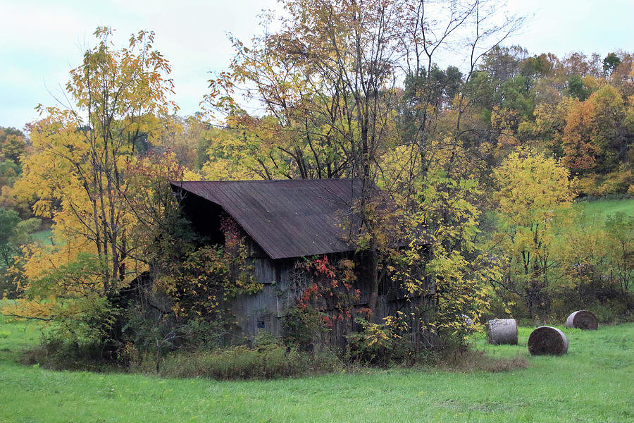 Nature Takes Over Barn Photograph by Angela Murdock