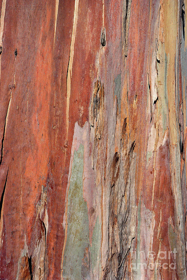 nature textures - Eucalyptus Bark III Photograph by Sharon Hudson