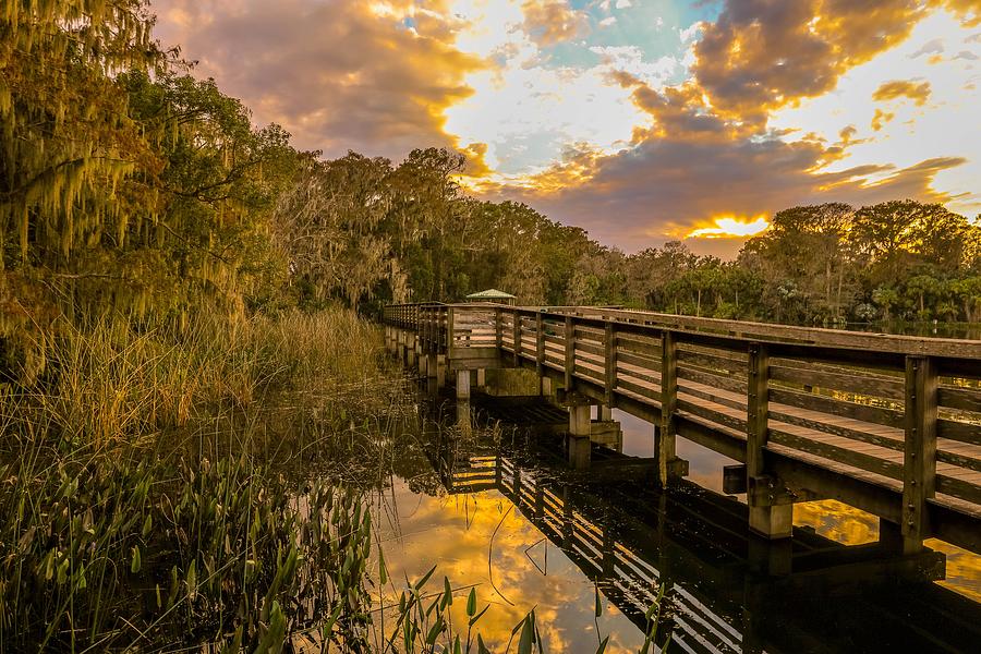 Nature Trail at Mount Dora Photograph by Susan Rydberg
