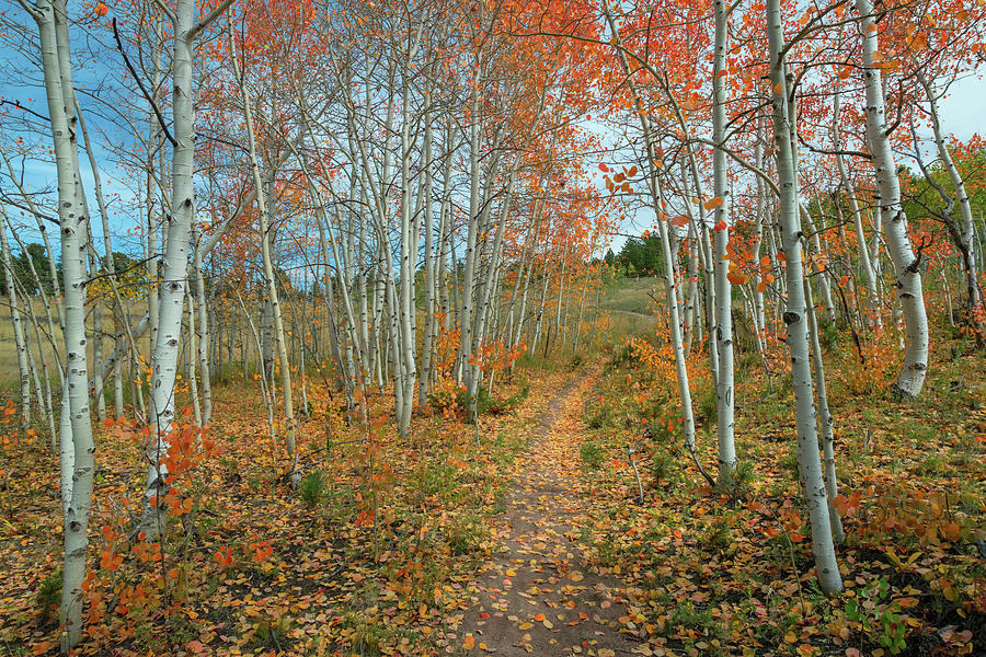 Nature Trail Photograph