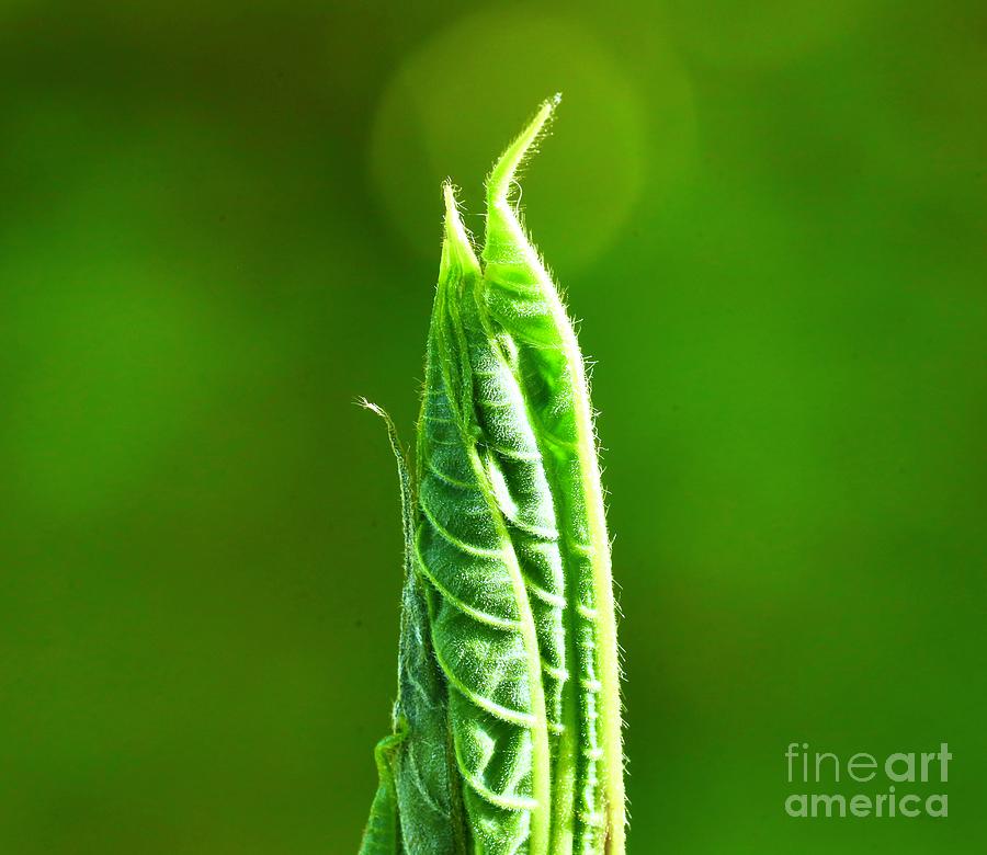 Nature Unfolding Photograph by Craig Wood