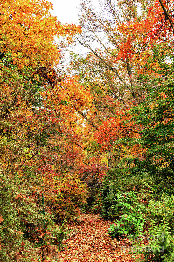 Nature Walk at Rutgers Gardens New Jersey Photograph by John Rizzuto