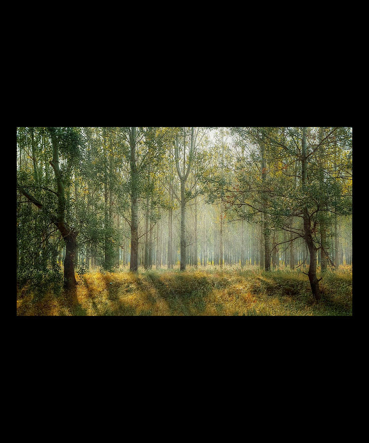 Nature wall Art - Forest Scene Digital Art by Caterina Christakos