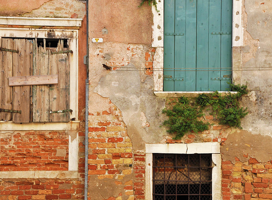Nature Wins - Venice, Italy Photograph by Denise Strahm