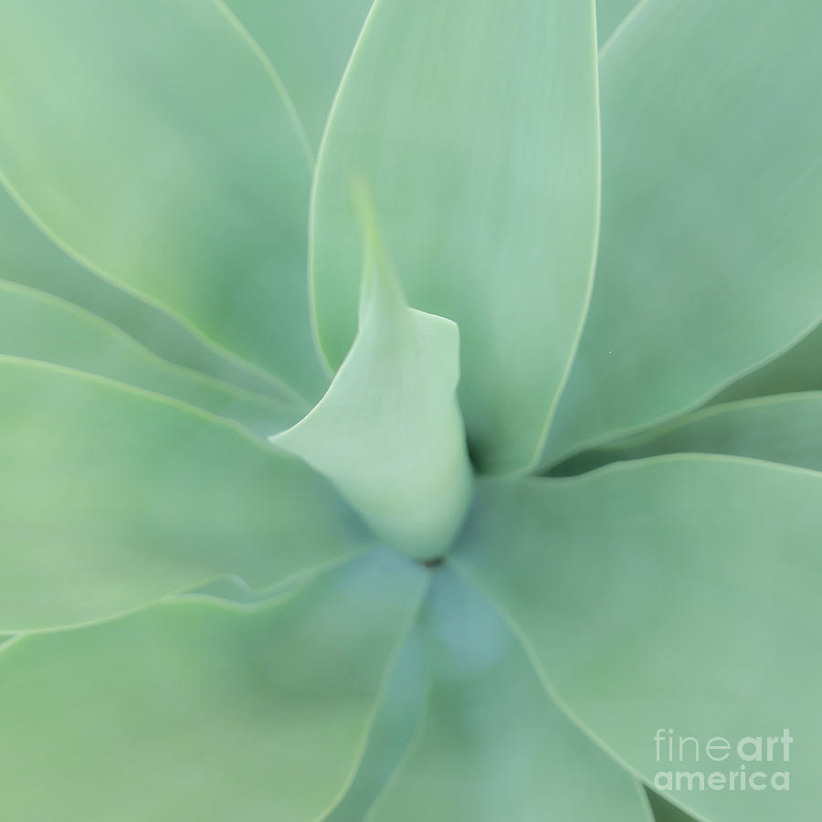 Natures Abstract Foxtail Agave Photograph by Nina Prommer