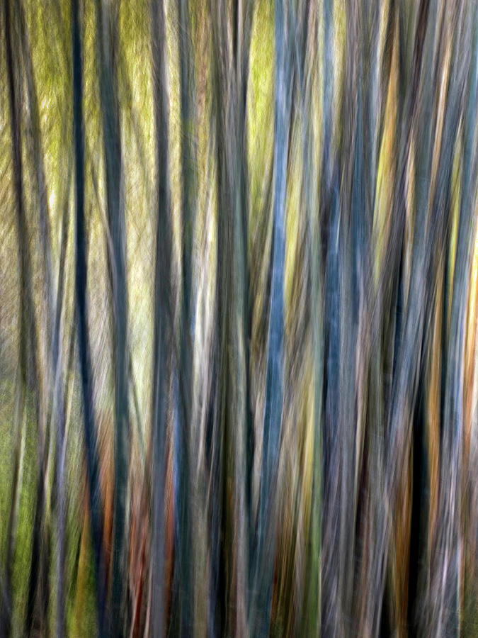 Natures Abstracts - Bamboo ICM Photograph by Teresa Wilson