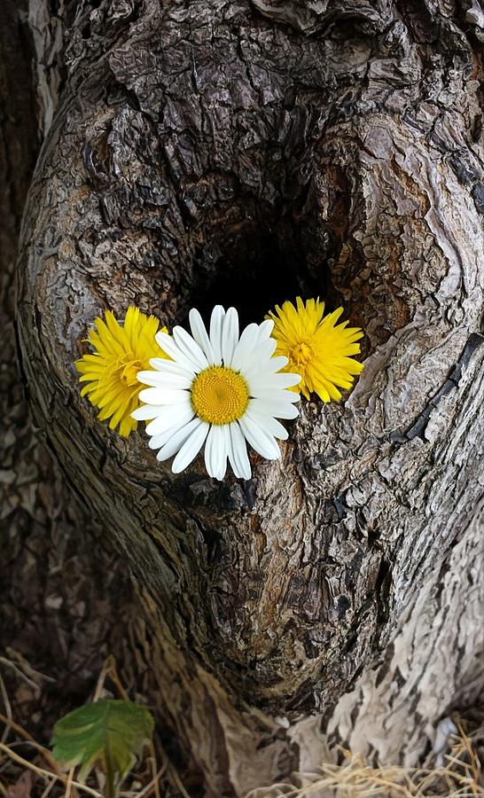 Natures arrangement Photograph by Lauren Sage Natures arrangement Photograph by Lauren Sage