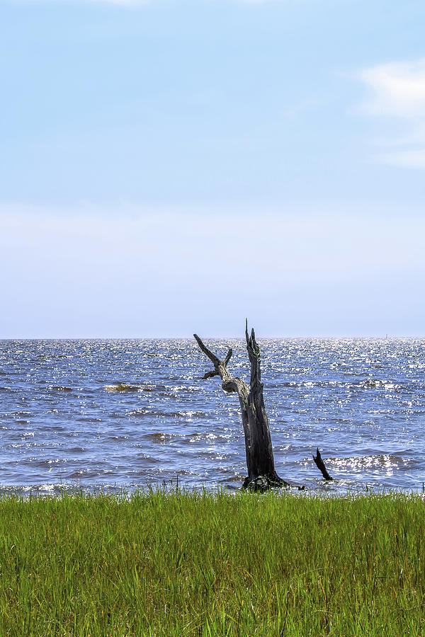 Nature's Art at Shired Island No 3 Photograph by David Beard - Fine Art ...