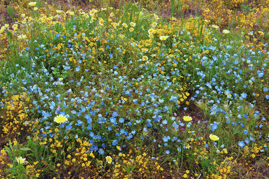 Natures Artwork - California Wildflowers No. 2 Photograph by Ram Vasudev